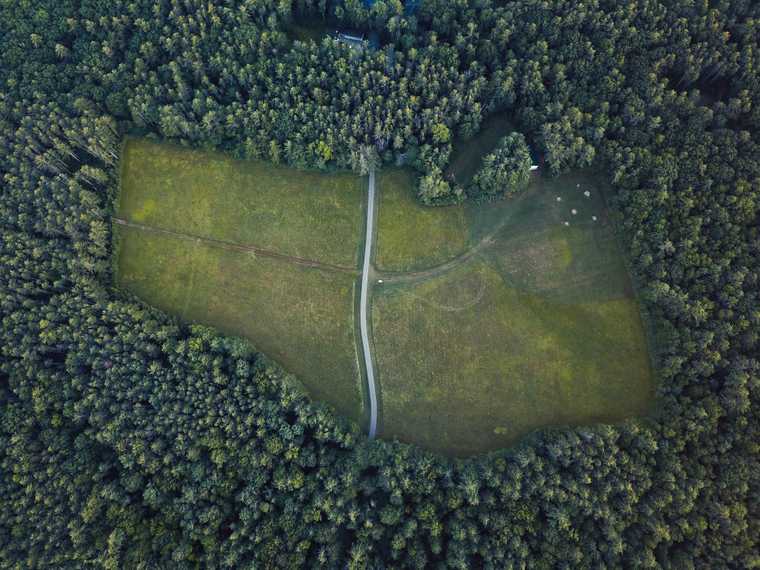 A path going through a forest.